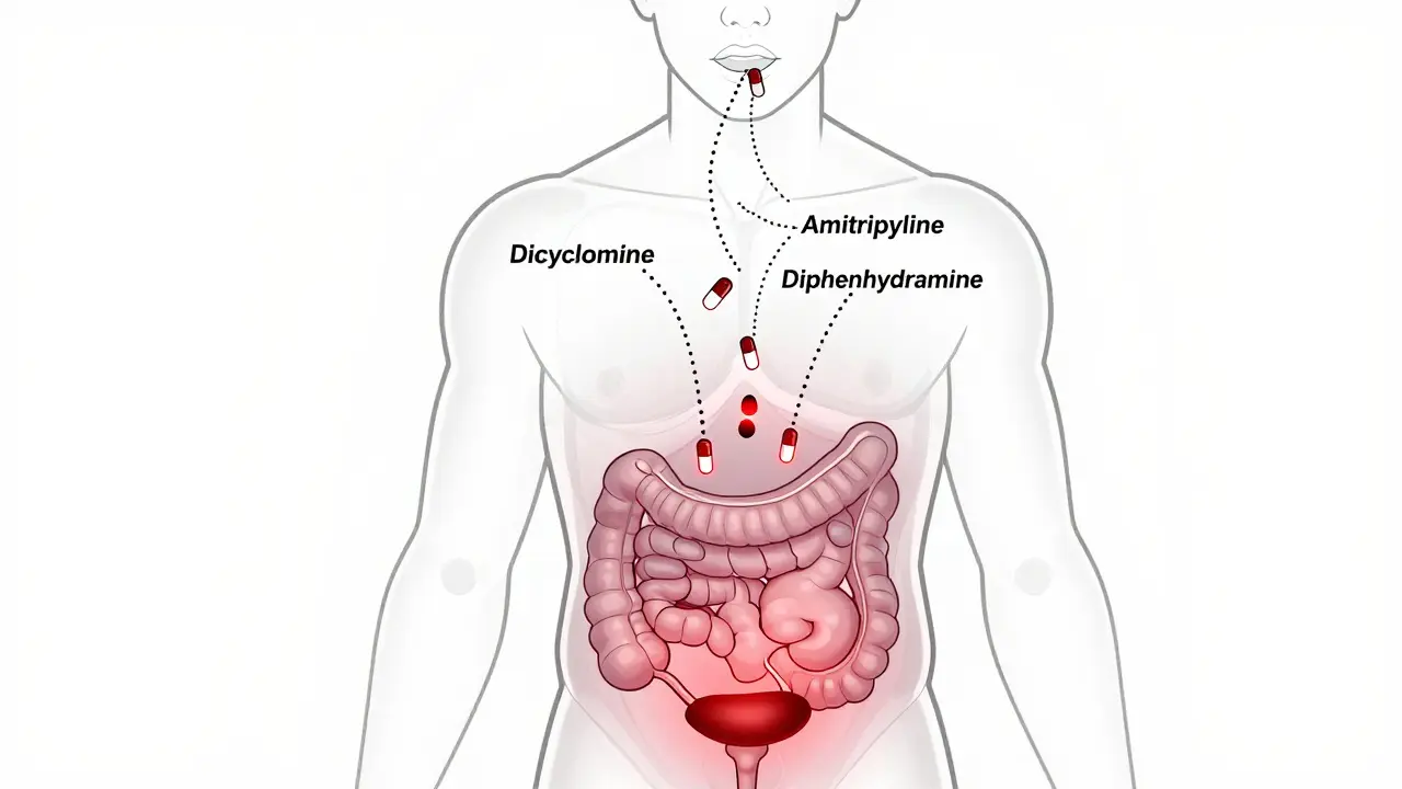Antispasmodics and Anticholinergic Drug Interactions: What You Need to Know